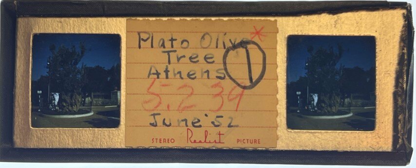 Platos olive tree, Athens, Greece, 1952, Personal Realist