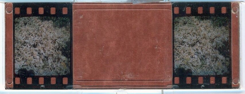 Personal Stereo Realist 1950 to 1950 - 207