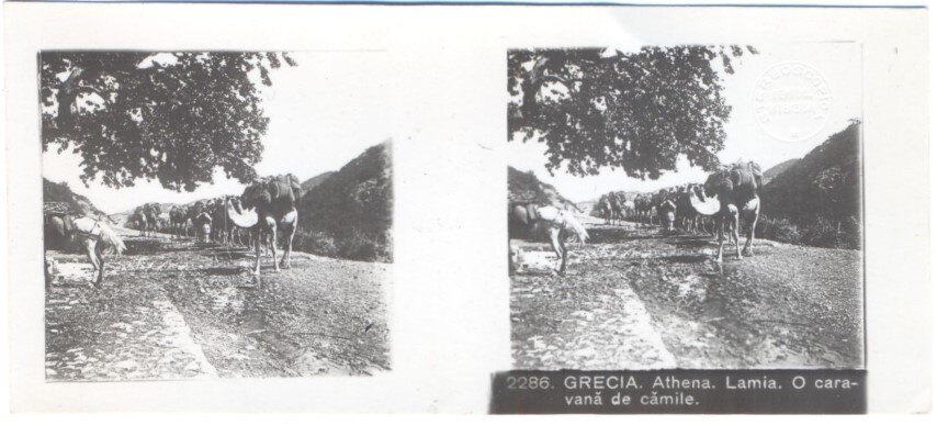 Athens to Lamia with camels, Greece