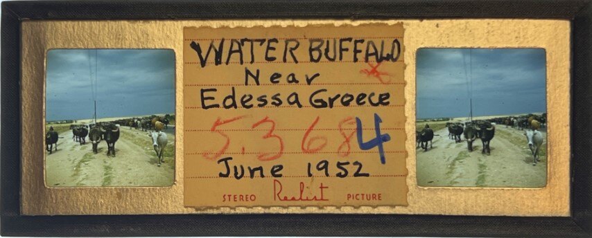 Water Buffalo near Edessa,Greece, 1952, Personal Realist